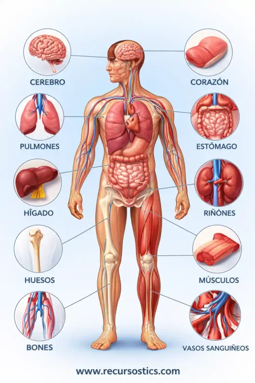 Cuerpo humano imagen